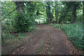 Woodland track near Bold Gap