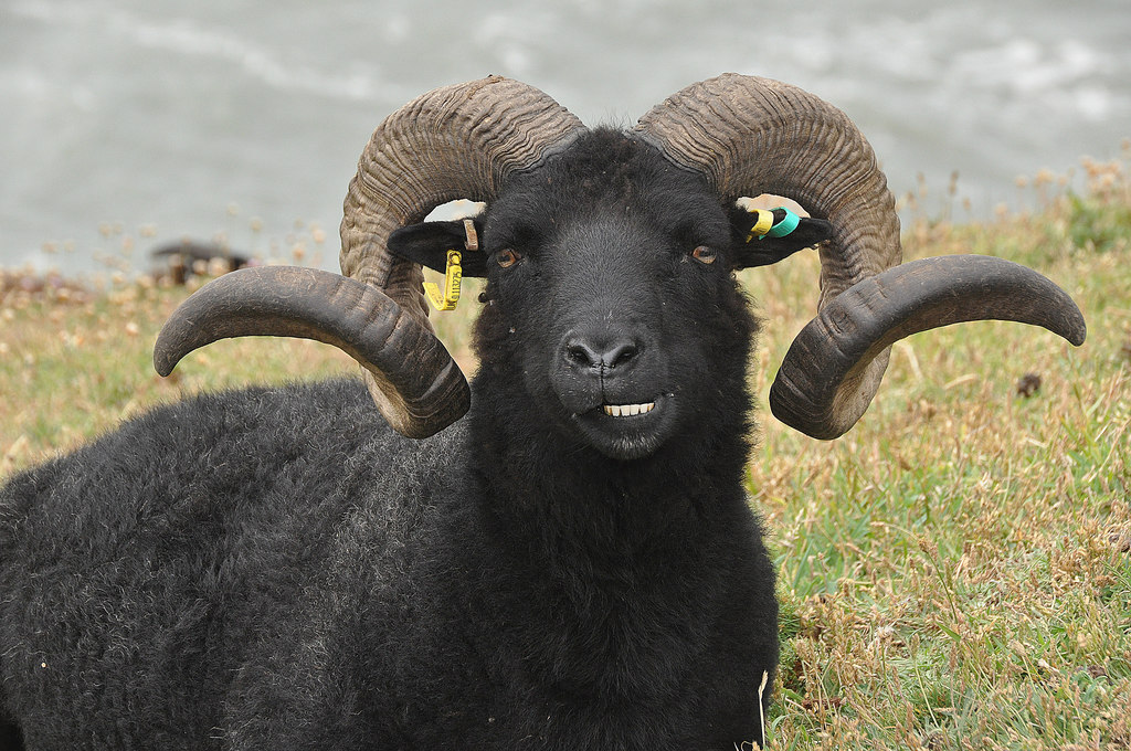 North Devon Hebridean Sheep On Baggy © Lewis Clarke Geograph Britain And Ireland 9250