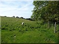 SN5983 : Shorn sheep grazing at the edge of Coed y Cwm by Christine Johnstone