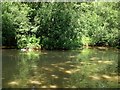 Pond, Westup Farm