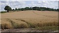 Barley, High Hatton