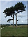 Sheep grazing near two trees