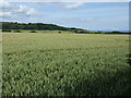 Crop field near Grasshill House