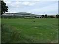 Grazing towards Copper House Farm