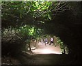 SX8885 : Laurel tunnel, Haldon Plantation by Derek Harper