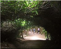 SX8885 : Laurel tunnel, Haldon Plantation by Derek Harper