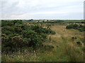 Moorland and gorse east of Woodhall Farm