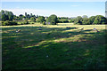 Field of sheep by Chipping Campden