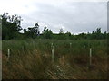 TL9485 : New woodland, Deansend Plantation by JThomas