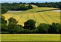 Ripening crops, Faccombe, Hampshire