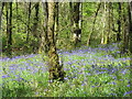 Bluebells in Wardrew Wood