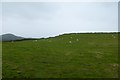 Sheep at Bryn Gwyn