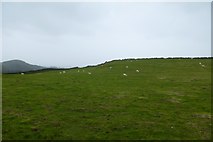 SH5929 : Sheep at Bryn Gwyn by DS Pugh