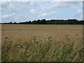 Crop field north of Silfield Street