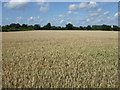 Crop field east of Mulbarton