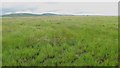 ND0856 : Rough Grassland by philip blackwood