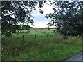 Pasture near Muckley