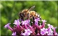 TQ2370 : Honeybee (Apis mellifera), Cannizaro Park, Wimbledon by Mike Pennington