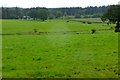 Grazing fields near Greenrig