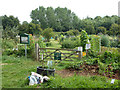 Allotments off Hale Road