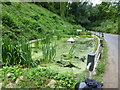 Water feature from a neglected pond