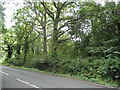 Woodland by Broadway Road, Lightwater