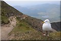 SH6053 : Herring gull beside the Rhyd Ddu path by Philip Halling