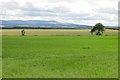 Field, New Fowlis