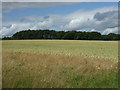 NT9545 : Crop field towards woodland by JThomas