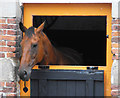 Ex racehorse in stable, Sledmere House