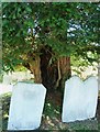 TQ0213 : Amberley - Ancient Yew in churchyard by Rob Farrow