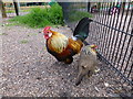 French Wheatan Marans, Tannaghmore Gardens