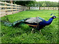 J0458 : Peacock, Tannaghmore Gardens by Kenneth  Allen