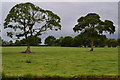 Trees in field beside Trent & Mersey Canal