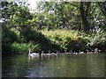 Swans on the River Great Ouse