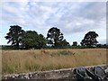 Field and trees south of Point-in-View, Exmouth