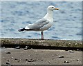 J3474 : Herring gull, Donegall Quay, Belfast (August 2015) by Albert Bridge