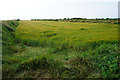 A wheat field by St David