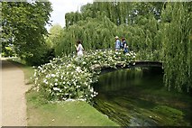 SU3226 : Roses on the Bridge by Bill Nicholls