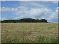 Farmland towards woodland, Linkeylaw