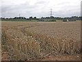 Wheat field near Lexworthy Farm