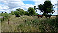 Cattle in an old orchard