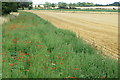 Poppies by the stubble field