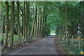 Track and footpath through Dam Wood, Scarisbrick