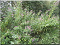 Great willowherb flowers in Tyttenhanger