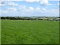 Sheep grazing on Horridge Moor