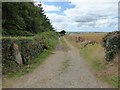 Track beside the woodland south of  Chulmleigh Beacon