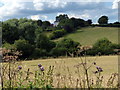 Farmland near Bragborough Farm