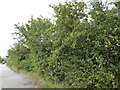TM3968 : Plum Bush off the A12 Main Road by Geographer