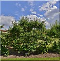 SU3433 : Houghton Lodge Gardens: Apple "Lord Lambourne" by Michael Garlick
